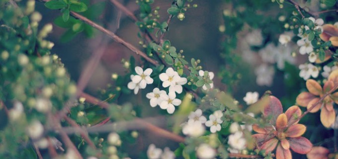 小さな花